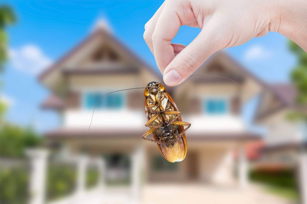cockroach control