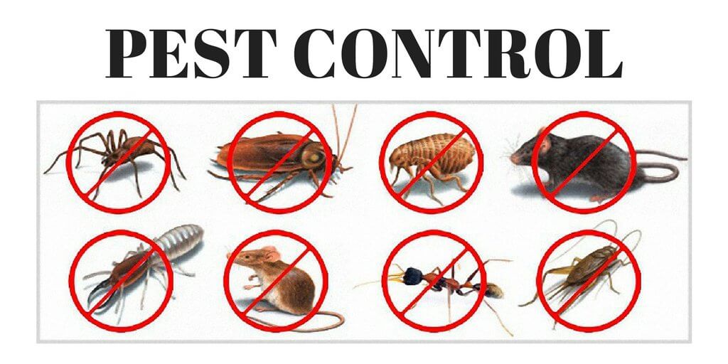 pest control company