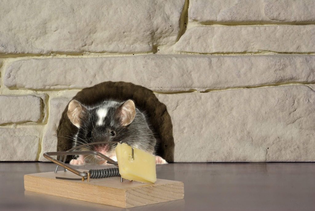 anti rat