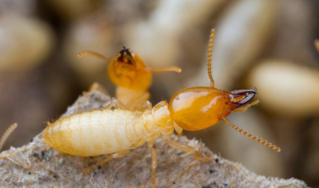 termite control