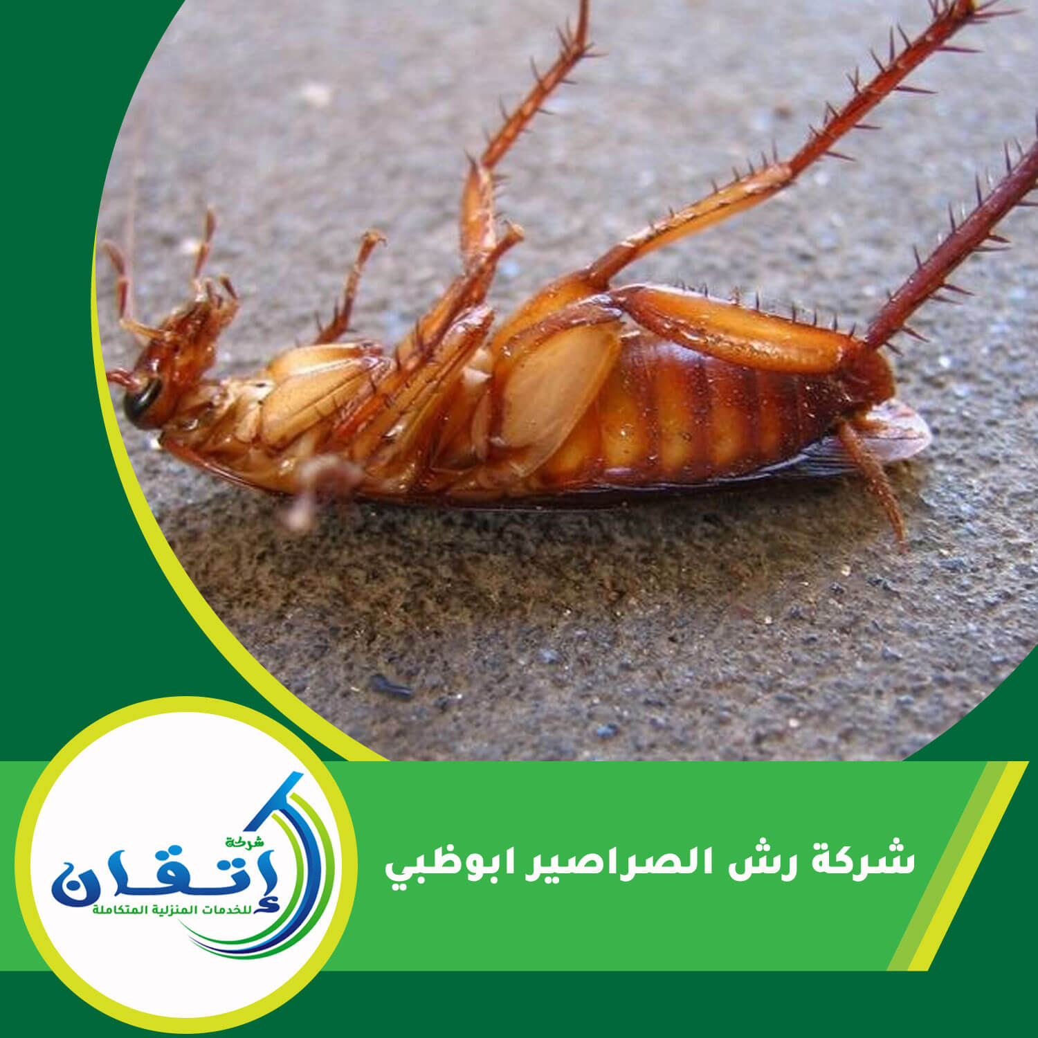 شركة رش الصراصير ابوظبي