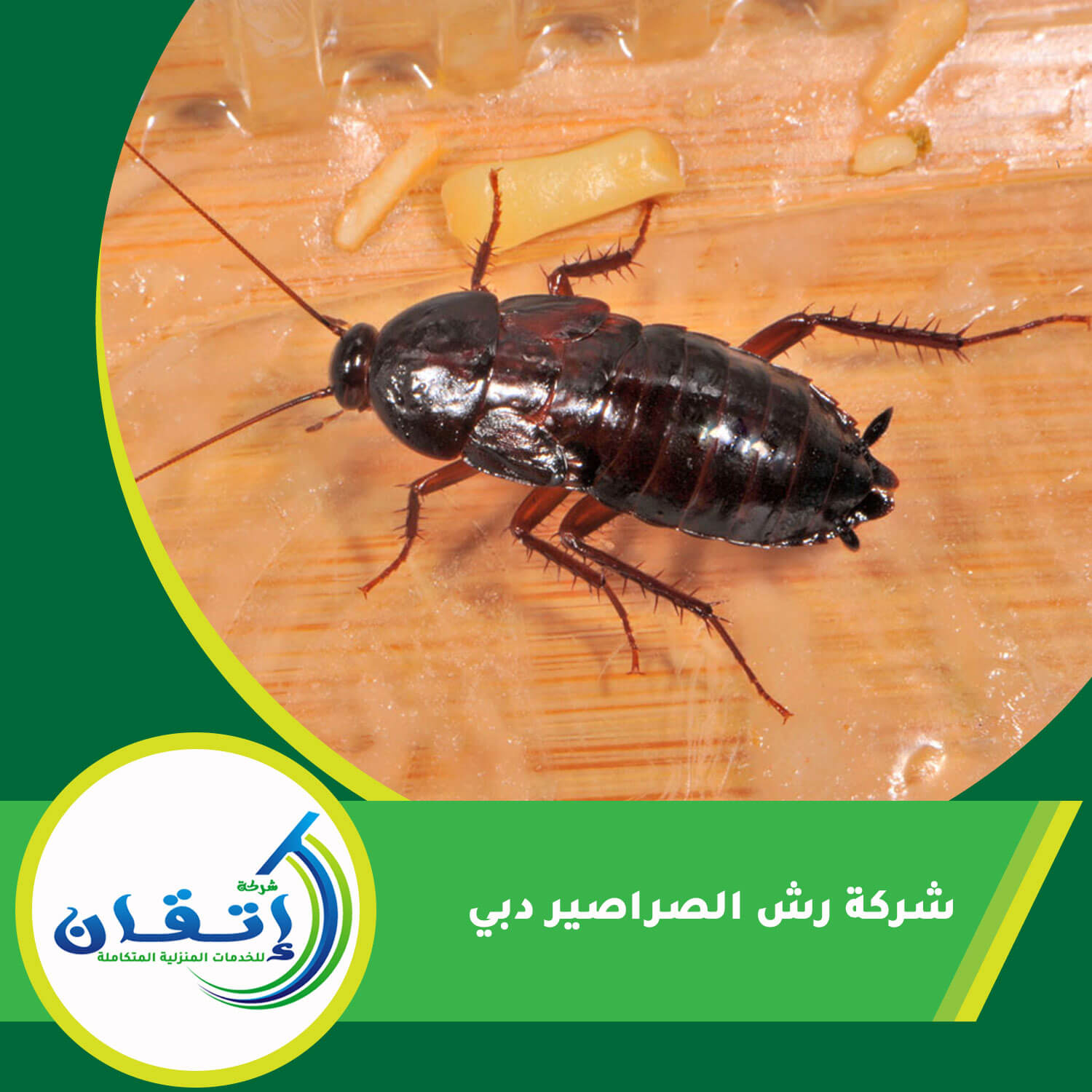 شركة رش الصراصير دبي
