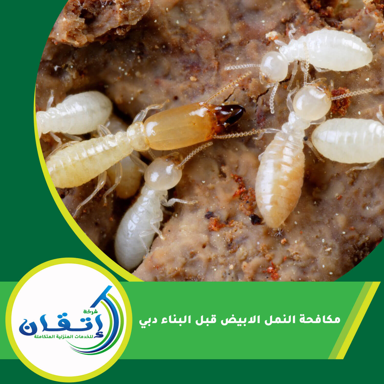 مكافحة النمل الابيض قبل البناء دبي